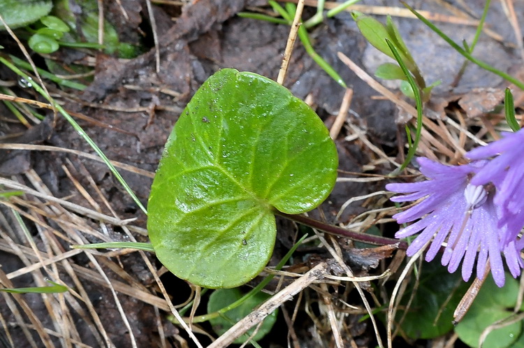 Soldanella alpina L.